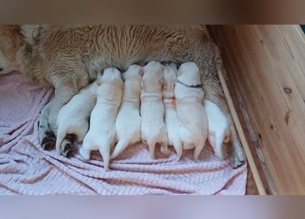 Golden Retriever Welpen/Creme x Dark Golden