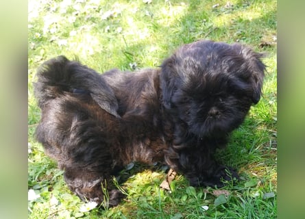 Reinrassige Shih Tzu  Welpen suchen ab 07.05. ein neues zu Hause