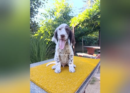 English setter Welpen (3 Rüden, 2 Hündinnen)