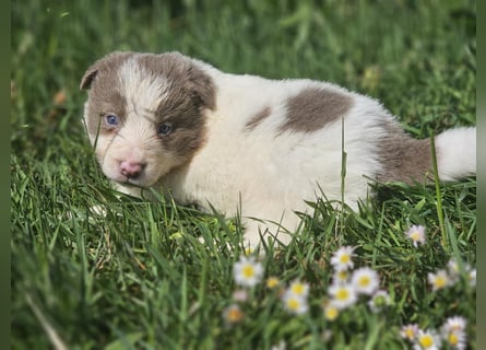 Border Collie Welpen -  Rüden und Hündin