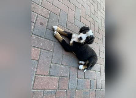 Sehr Liebe Hunde Appenzeller Sennen