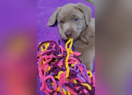Labrador Aussiedor Welpen,dürfen ausziehen,aus liebevoller Zucht