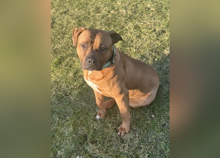 Xl Bully Rüde