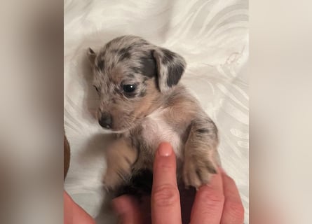 Zuckersüße Jack Russel- Dackel Welpen in liebevolle Hände abzugeben !