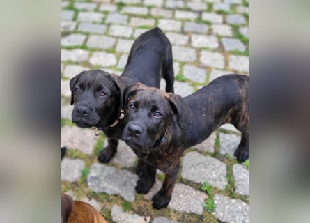 Mischlingswelben Cane Corso / Rottweiler Welpen