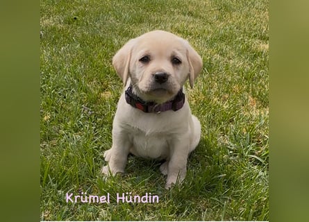 Labrador Retriever Welpen, reinrassig, Ahnenpass uvm., schwarz und gelb