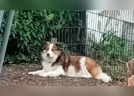 Wurf Ankündigung,  reinrassige Border Collie Welpen mit Papieren!!