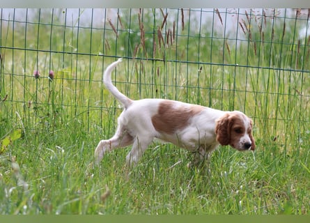Alard – Irish Red and White Setter Rüde mit Power & Charme