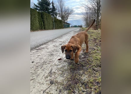 Rhodesian Ridgeback Malinois Welpe sucht seine Familie