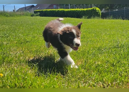 Border Collie Welpen -  Rüden