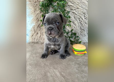Französische Bulldogge Welpen