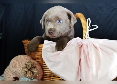 Typvolle Labradorwelpen mit Ahnentafel
