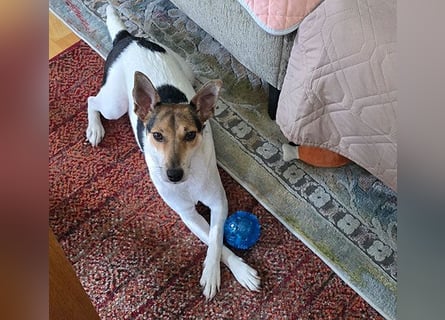 ❤️ lebenslustige kleine ROXY - 3 Jahre, 38cm/8kg - Jack Russell-Mix