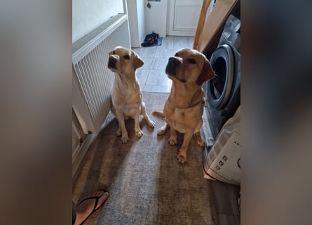 Labrador Retriever