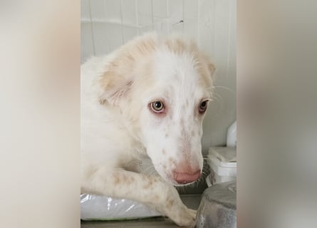 Milo: völlig überfordert im Tierheim