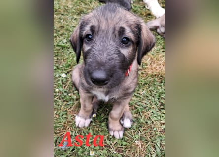 Irish Wolfhound Welpen
