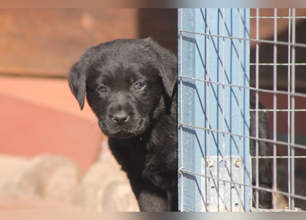 Labrador Welpen