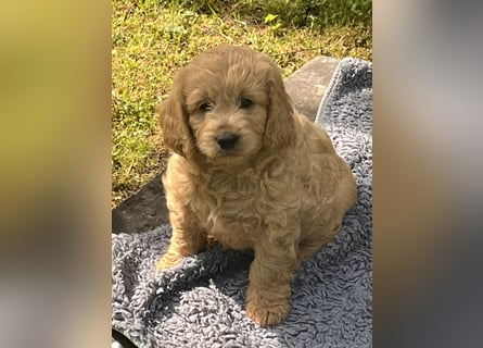 Goldendoodle mini Medium Doodle Abgabe an Pfingsten
