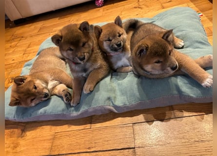 Hervorragender Shiba-Inu-Wurf mit hervorragendem Ausstellungspotenzial