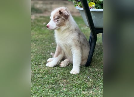 Tolle Australian Shepherd Welpen suchen Ihre Herzenfank