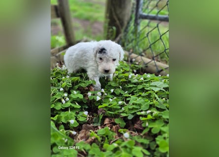 Spanische Wasserhund Welpen reinrassig