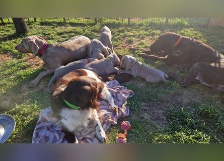 zuckersüße Weimaranerwelpen
