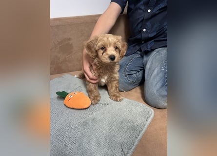 Maltipoo - Welpen - Rüden und Hündin
