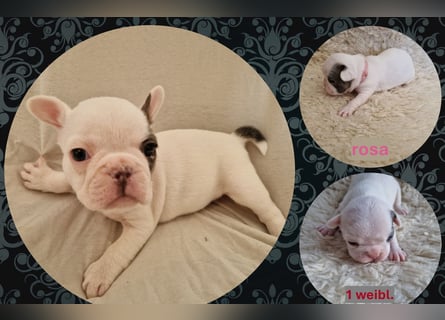 Französische Bulldoggen Welpen