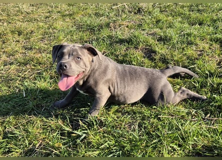 Süße Labradorweimaraner/ American Bully (Pocket)