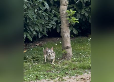 Chihuahua Welpen reinrassig Rüde