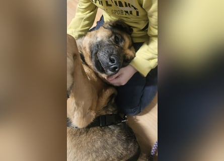 Zita, Schäferhund-Mix, lieb und verträglich  auch mit  Katzen
