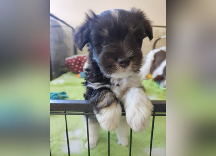 American zwergschnauzer BRUNO