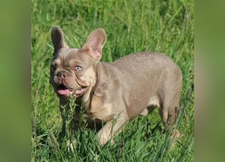 Französische bulldoggen welpen ab August abzugeben