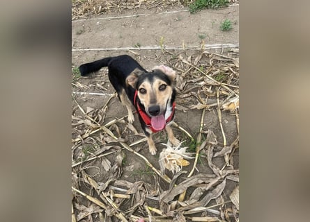 Polly  in der Nähe von Karlsruhe zu besuchen