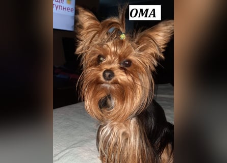 Reinrassige, bezaubernd schöne Yorkshire Terrier Welpen zu verkaufen