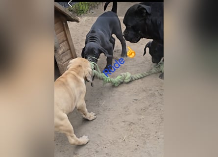 Presa Canario x Cane Corso