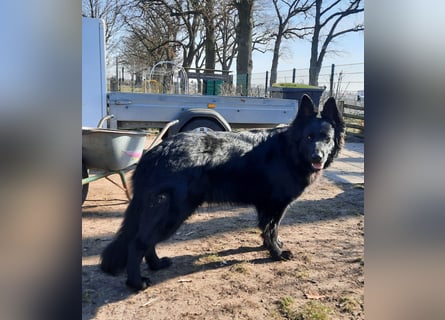 Altdeutsche Schäferhund Hündin