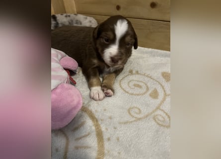 Mini Australien Shepherd Welpen suchen Traumzuhause