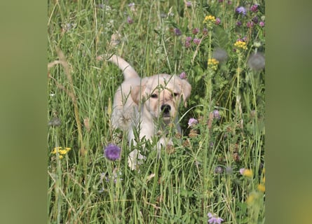 Wunderschöne Labrador Welpen sind noch frei!
