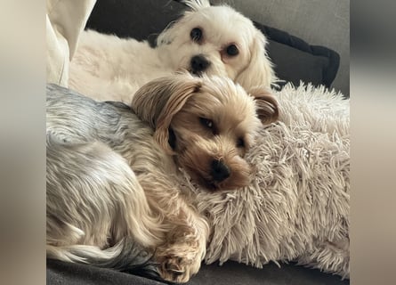 Zwei süße Hundewelpen suchen noch ein liebevolles Zuhause!