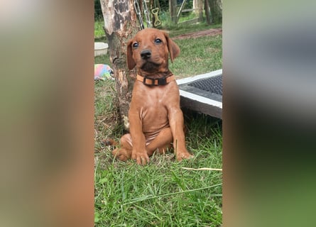 Szczeniaki  Rhodesian Ridgeback/ Pies/Suka Rhodesian Ridgeback/ welpen rhodesian