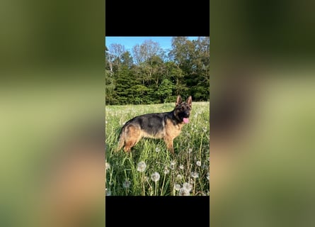 Junge Schäferhündin