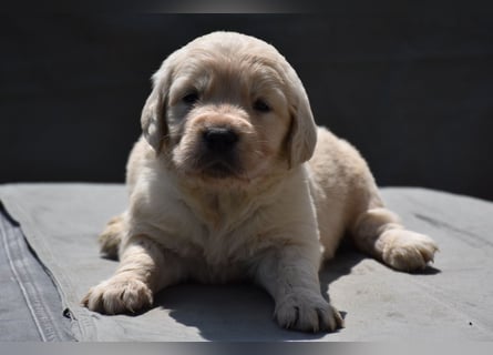 süße reinrassige Goldenretriever Welpen geboren