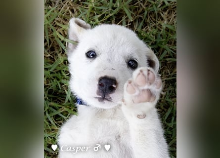 Biscuit, Casper, Pearl, Lily und Dove  suchen ihre Familie ab Oktober