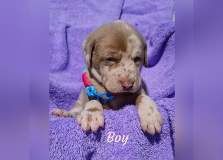 Labrador Aussiedor Welpen  in silber und silber merle aus liebevoller Zucht