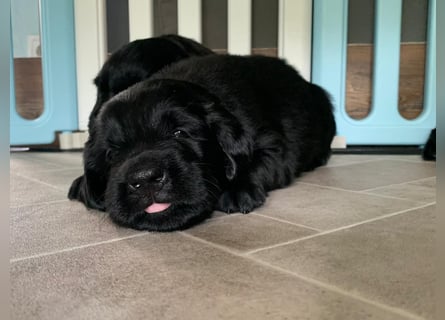 Flatcoated Retriever Welpen - noch ein Rüde sucht ein zuhause!