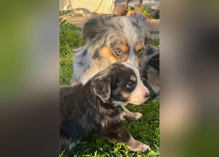 Miniature Australian Shepherd Welpen m. Papieren