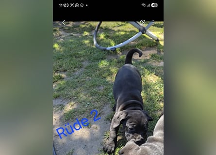 Presa Canario x Cane Corso 