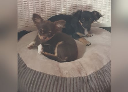 Chihuahua langhaar Welpen aus Top Aufzucht schoko und Black