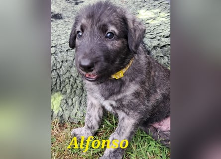 Irish Wolfhound Welpen